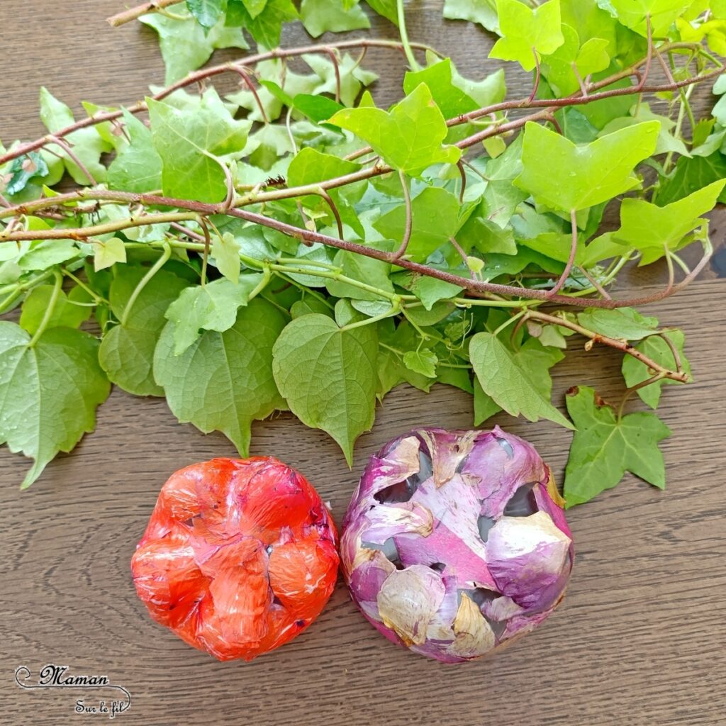 Fabriquer des méduses Nature et récup' : activité créative, nature et manuelle enfants - Recyclage et surcyclage de bouteilles en plastique - Collage de pétales de fleurs : roses et coquelicots - Filaments, Tentacules avec des branches de lierre - Décoration, suspensions DIY - Land Art et atelier nature - Thème animaux marins, poissons, été, aquarium, mer, océan - Bricolage sympa et facile - Arts visuels Maternelle et cycle 2 - Arts visuels et atelier Maternelle et élémentaire - Créativité - Cycle 1 ou 2 - tutoriel photos - mslf