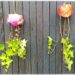 Fabriquer des méduses Nature et récup' : activité créative, nature et manuelle enfants - Recyclage et surcyclage de bouteilles en plastique - Collage de pétales de fleurs : roses et coquelicots - Filaments, Tentacules avec des branches de lierre - Décoration, suspensions DIY - Land Art et atelier nature - Thème animaux marins, poissons, été, aquarium, mer, océan - Bricolage sympa et facile - Arts visuels Maternelle et cycle 2 - Arts visuels et atelier Maternelle et élémentaire - Créativité - Cycle 1 ou 2 - tutoriel photos - mslf