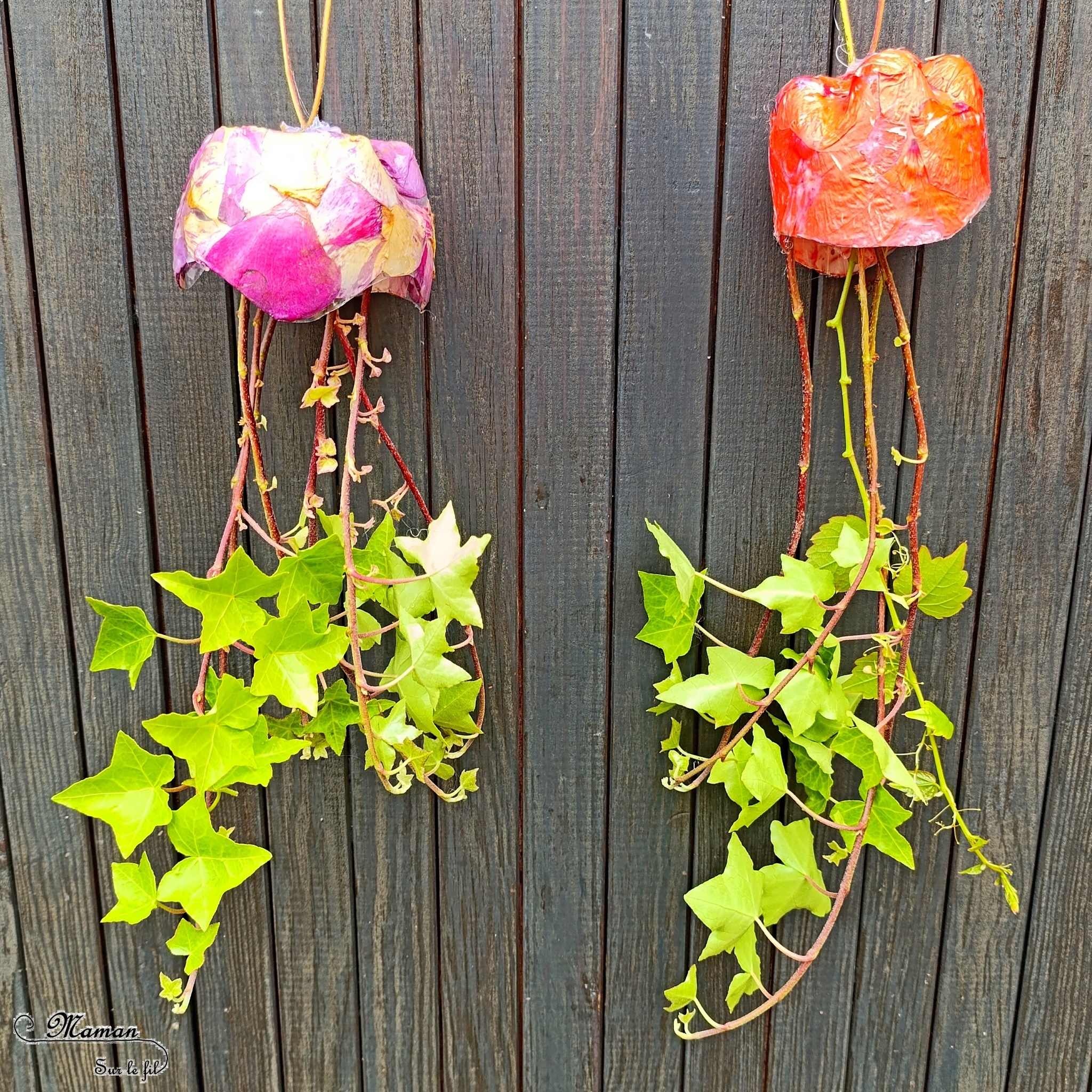 Fabriquer des méduses Nature et récup' : activité créative, nature et manuelle enfants - Recyclage et surcyclage de bouteilles en plastique - Collage de pétales de fleurs : roses et coquelicots - Filaments, Tentacules avec des branches de lierre - Décoration, suspensions DIY - Land Art et atelier nature - Thème animaux marins, poissons, été, aquarium, mer, océan - Bricolage sympa et facile - Arts visuels Maternelle et cycle 2 - Arts visuels et atelier Maternelle et élémentaire - Créativité - Cycle 1 ou 2 - tutoriel photos - mslf