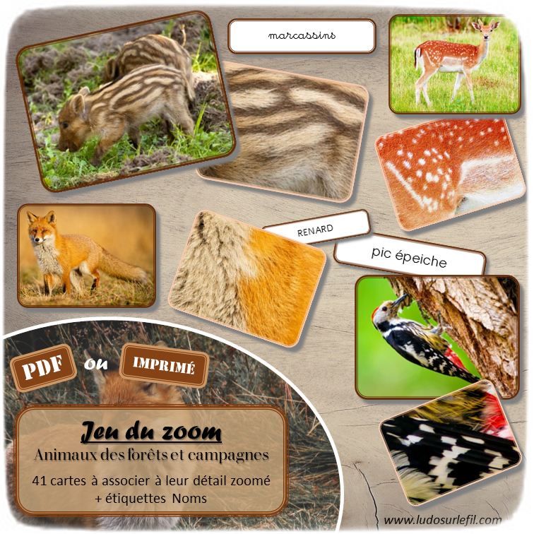 Jeu du zoom - Animaux de la forêt et des campagnes - Automne - cartes classifiées à associer aux détails - Loupe - Etiquettes noms pour alternative ludique aux cartes de nomenclature - Autocorrection au dos avec symboles, noms - document PDF à télécharger et à imprimer ou jeu imprimé - atelier autonome maternelle - vocabulaire et connaissances - lecture mots - discrimination visuelle - Thème animaux, bois, nature - lslf