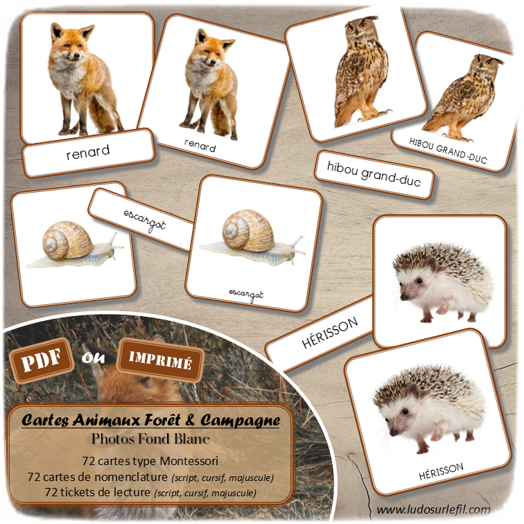 Jeu de cartes type Montessori (classifiées et de nomenclature) - Animaux de la forêt et des campagnes - Mammifères, oiseaux, reptiles, insectes... - Europe - Photos sur fond blanc - Autocorrection au dos (noms pour lecteurs, symboles pour non lecteur) - 3 graphies disponibles - Script, majuscule, cursif - Document PDF à télécharger et imprimer ou jeu imprimé - Automne - 72 cartes - Tickets de lecture - atelier autocorrectif maternelle élémentaire - Cycle 1 ou 2 - discrimination visuelle, observation, culture générale, lecture de mots, langage oral, lexique- lslf