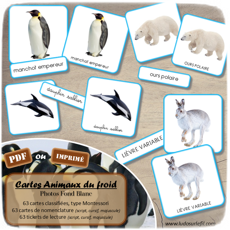 Jeu de cartes type Montessori (classifiées et de nomenclature) - Animaux du froid - Banquise, Pôles, Antarctique et Arctique - Mammifères, oiseaux, phoques, animaux marins, manchots - Photos sur fond blanc - Autocorrection au dos (noms pour lecteurs, symboles pour non lecteur) - 3 graphies disponibles - Script, majuscule, cursif - Document PDF à télécharger et imprimer ou jeu imprimé - 63 cartes - Tickets de lecture - atelier autocorrectif maternelle élémentaire - Cycle 1 ou 2 - discrimination visuelle, observation, culture générale, lecture de mots, langage oral, lexique - Hiver - lslf